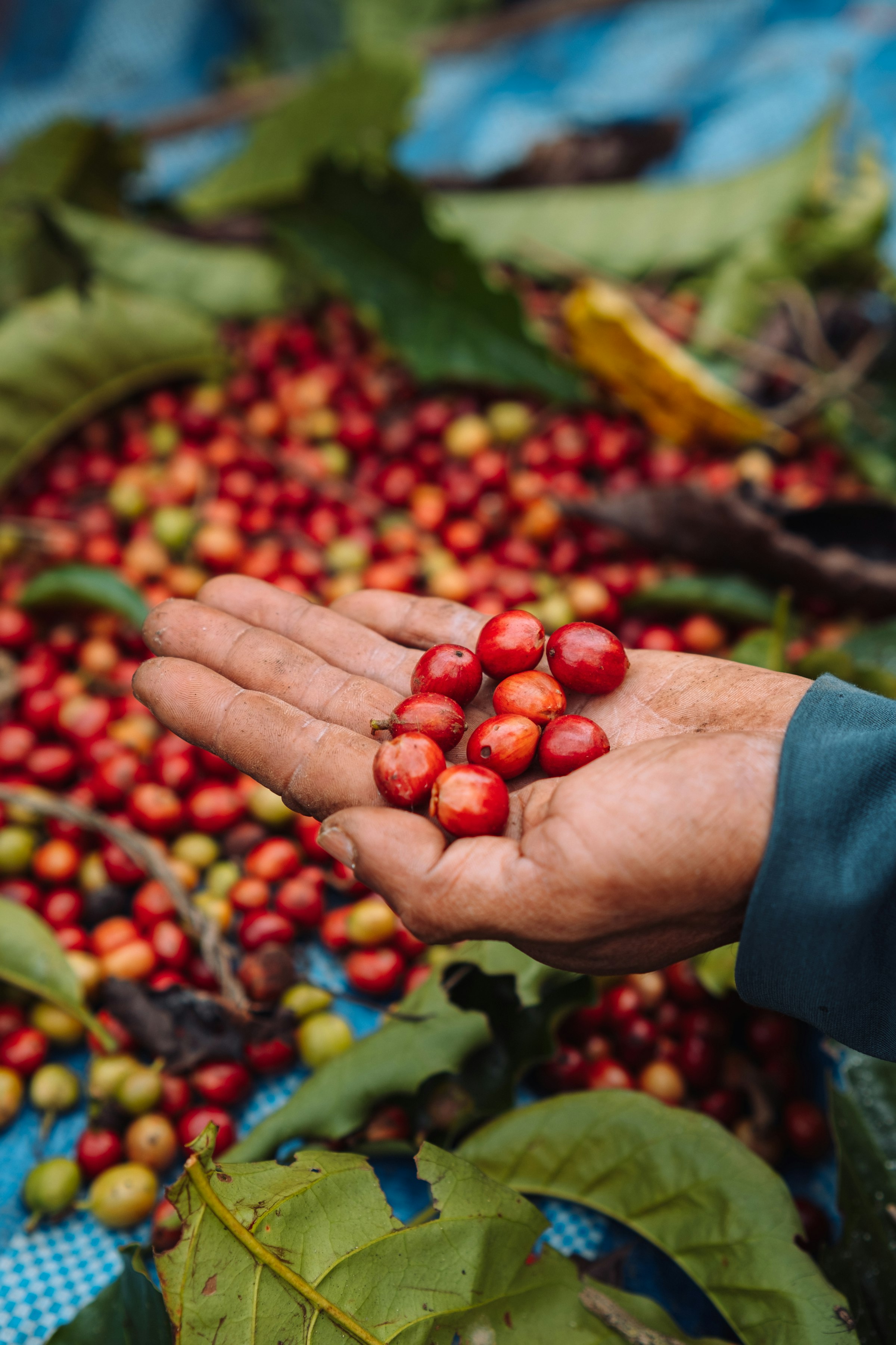 A picker's hands full of ripe red and yellow coffee cherries