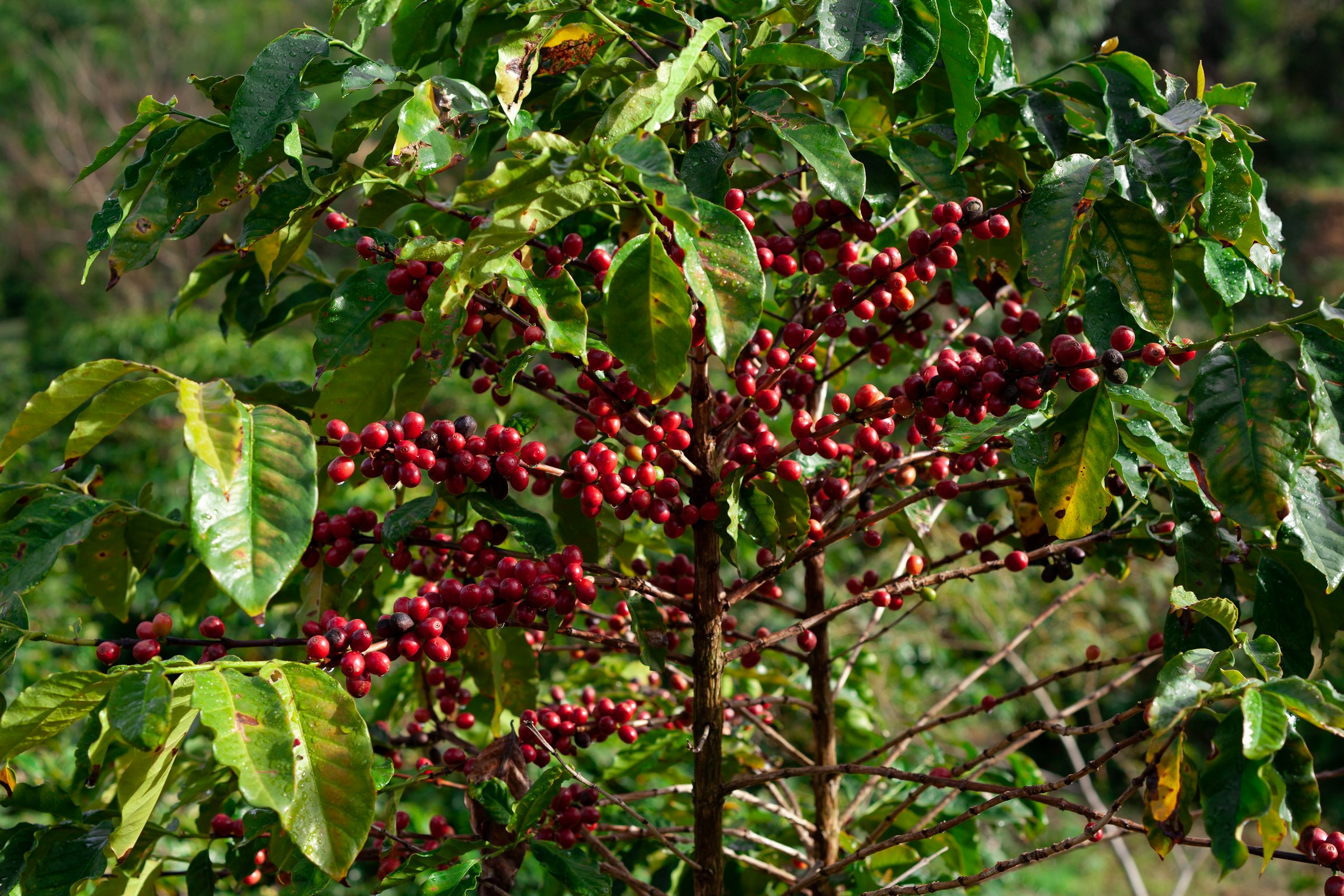 A coffee branch heavy with ripe red cherries
