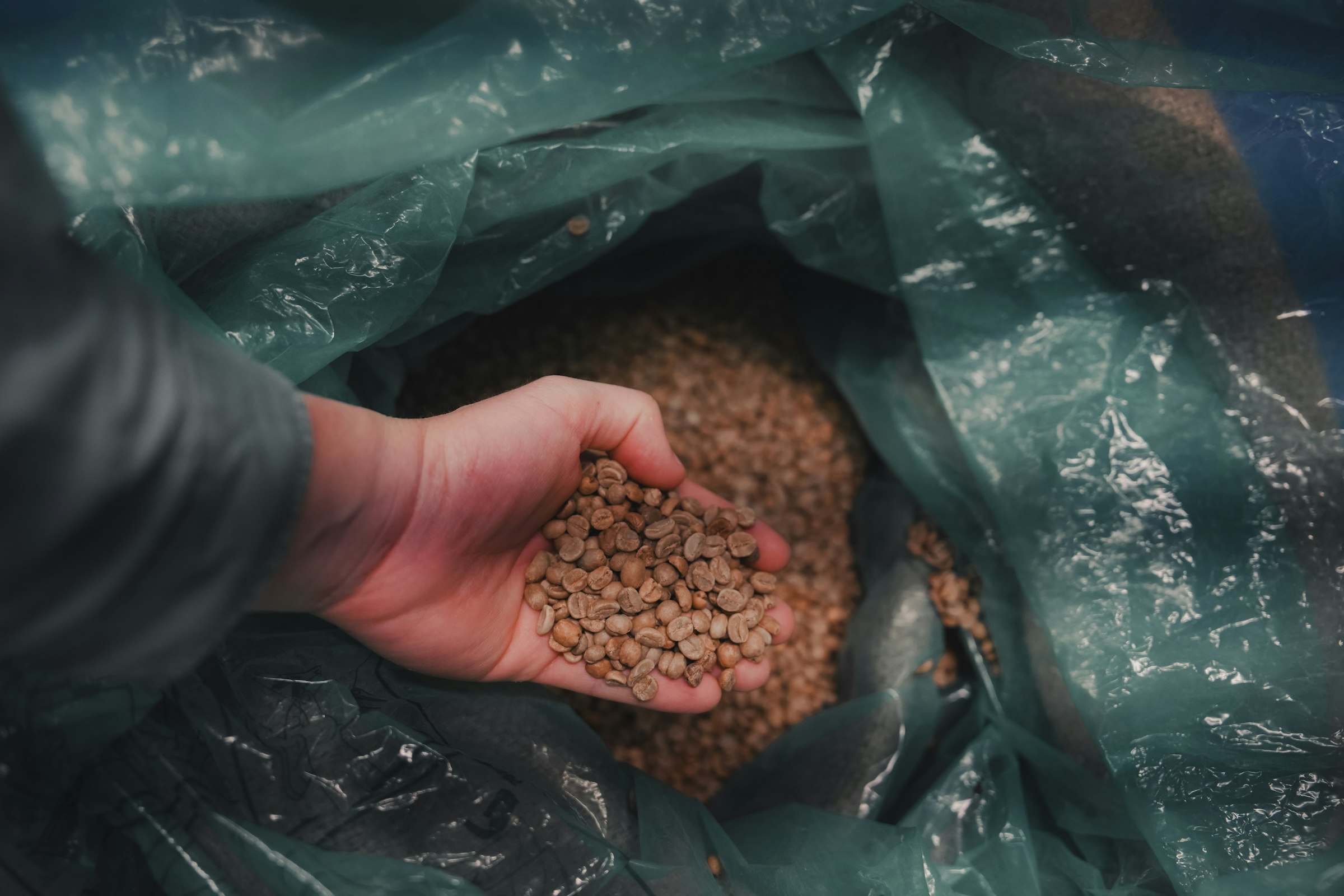 A hand lifting unroasted coffee out of a sack
