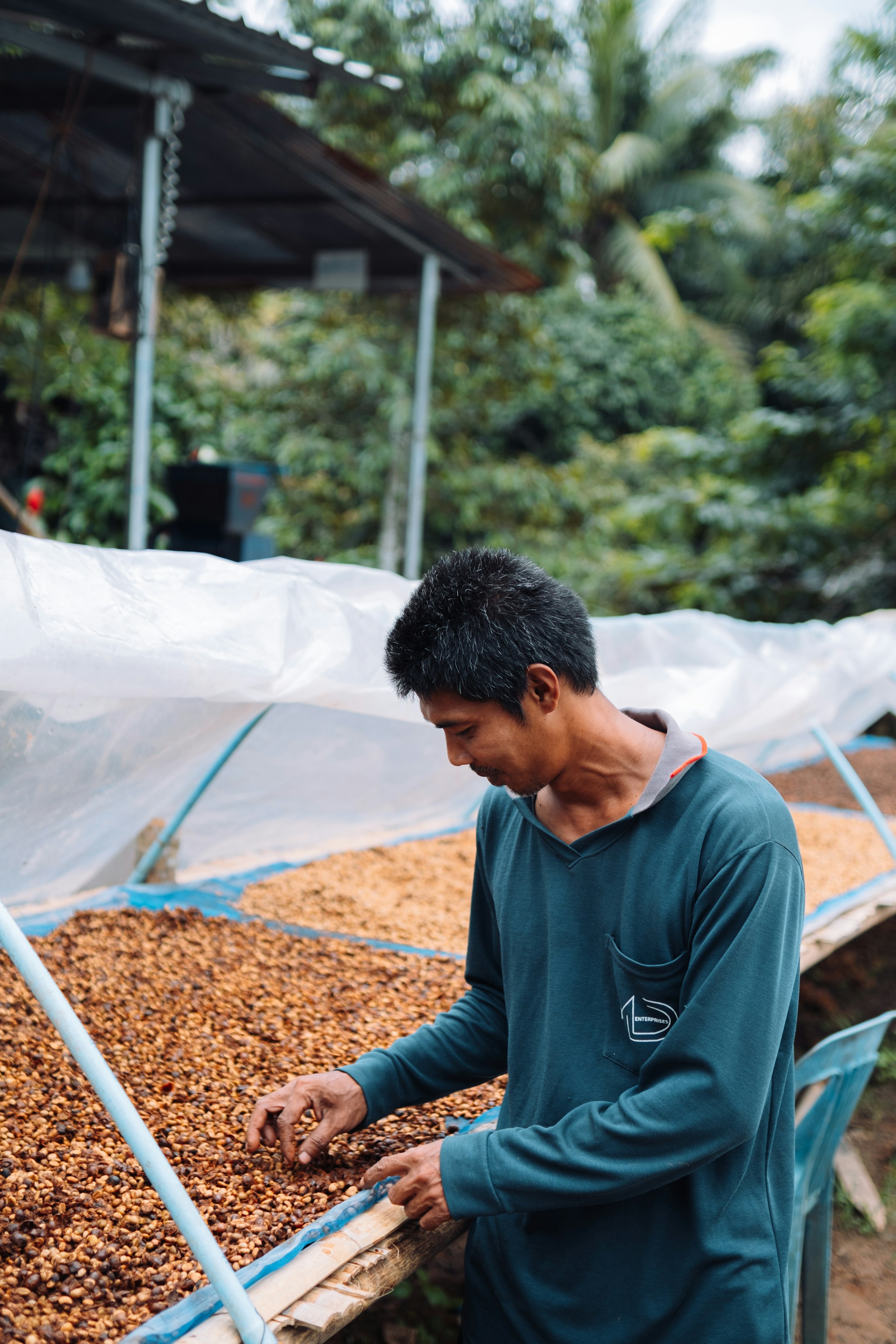 A worker turning drying coffee on a raised bed under cover