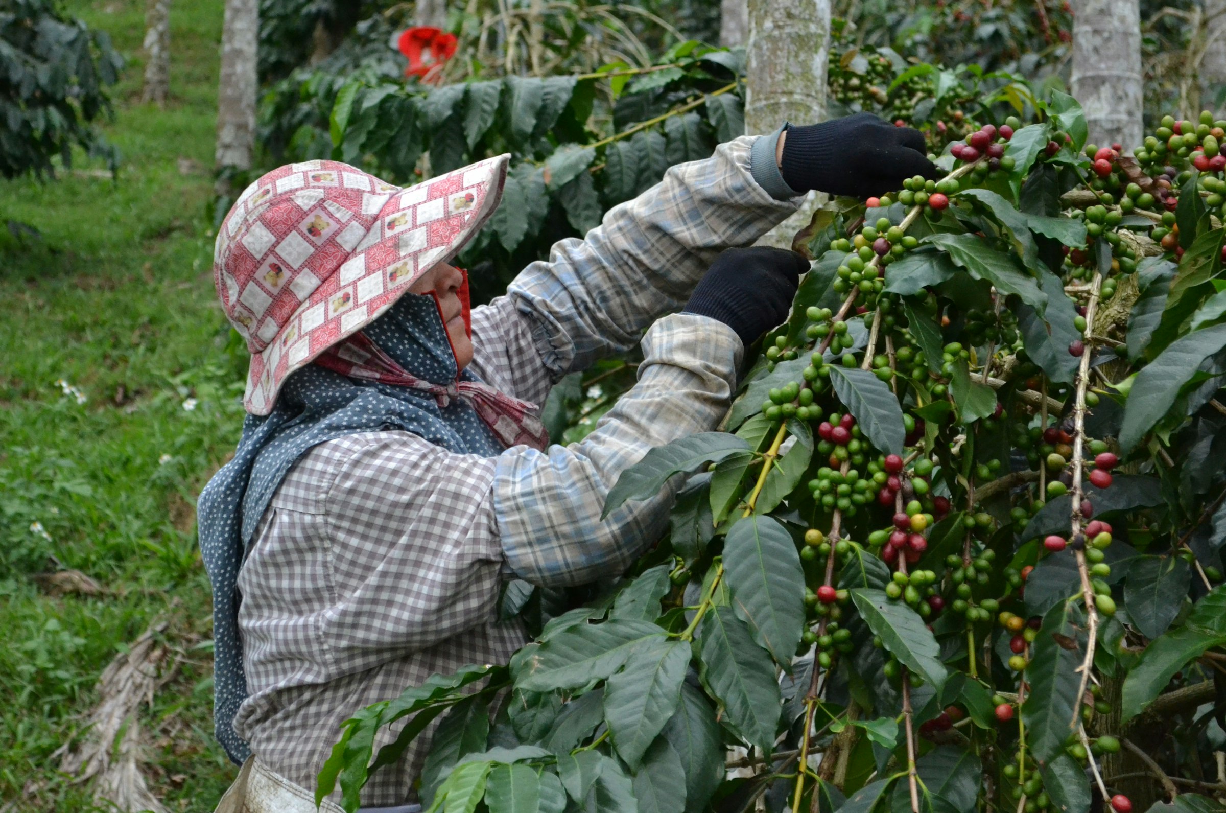Two pickers in wide hats stripping ripe cherries from a branch