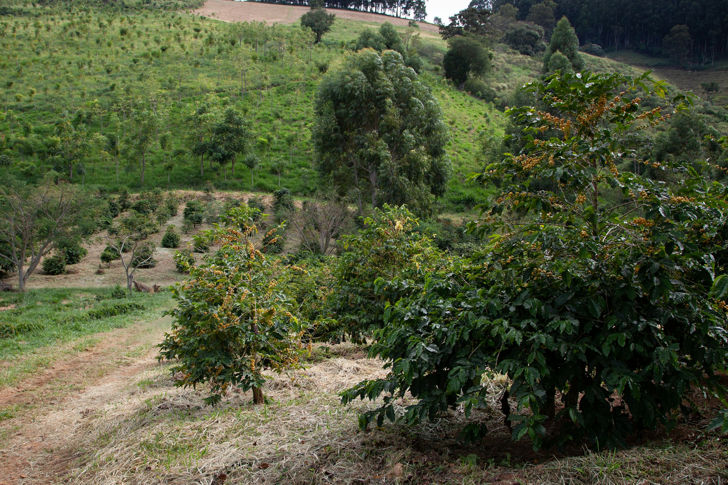 Young coffee trees on red-brown soil beside a farm track