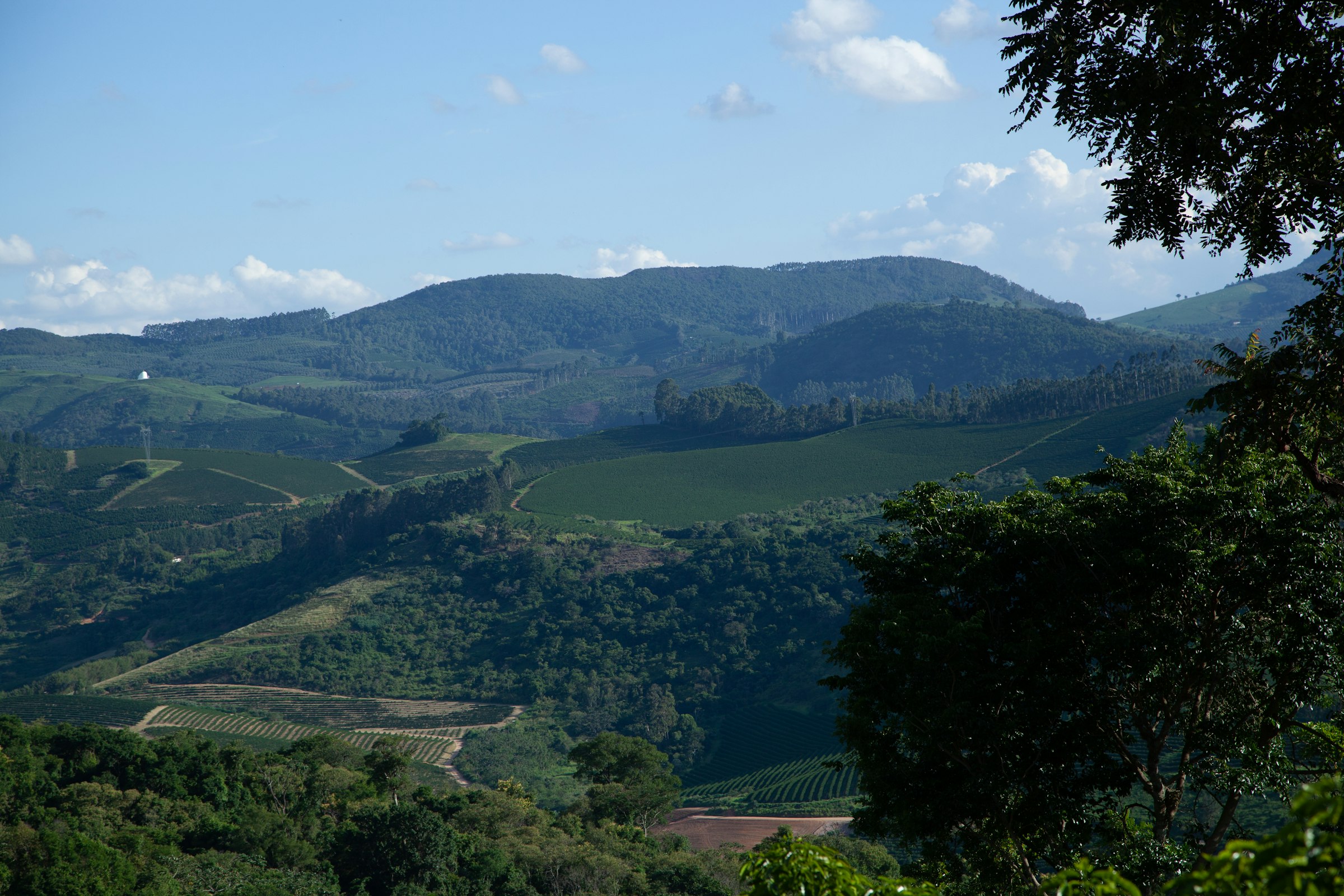 Forested hills above coffee planted on the lower slopes